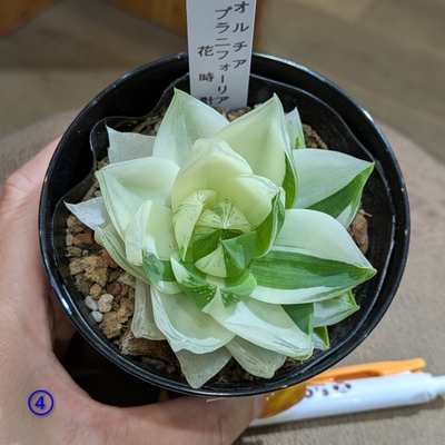 ハオルチア CF.プラニフォリア 花時計 ３号 ④ ◎現品販売◎