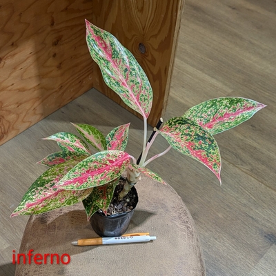 Aglaonema Inferno ３号