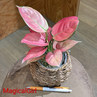 【水苔植え🪴】Aglaonema MagicalGirl ２.５号