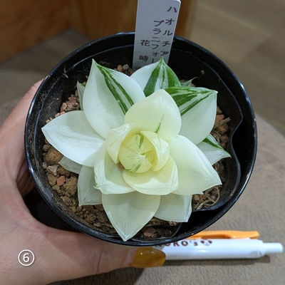 ハオルチア CF.プラニフォリア 花時計 ３号 ⑥ ◎現品販売◎