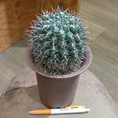 ギムノカリキウム ニグラム ４号  ◎現品販売◎