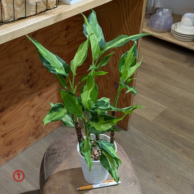 アグラオネマ モデスタム メディオピクタム ４号 ① ◎現品販売◎