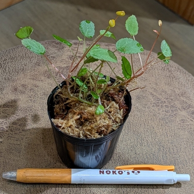 【水苔✨】Begonia vankerckhovenii