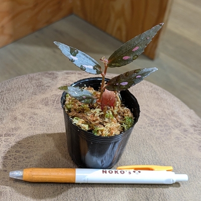 【水苔✨】Begonia sp. Julau 細葉タイプ
