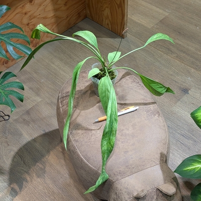 【水苔植え✨】アンスリウム ビッタリフォリウム斑入り ３号