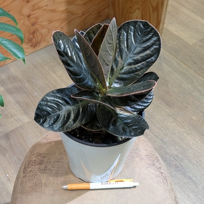 【荒木植物さん✨】ラビシアsp カリマンタン ５号