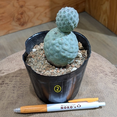 テフロカクタス ゲオメトリクス ３.５号 ② ◎現品販売◎