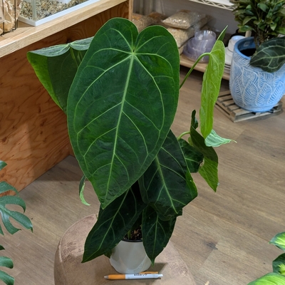 アンスリウム ハイブリッド ワロクアナム &times; マグニフィカム ５号  荒木植物園さん 