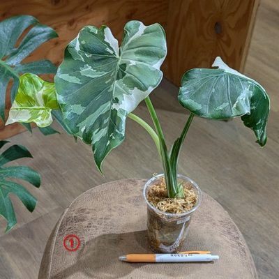 【水苔植え✨】クワズイモ 斑入り ２.５号 ① ◎現品販売◎