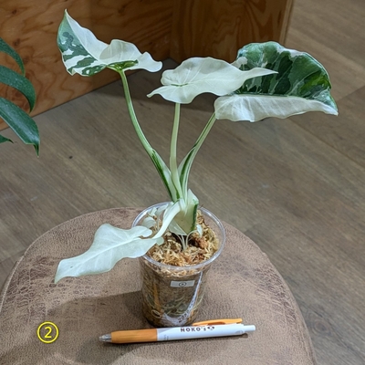 【水苔植え✨】クワズイモ 斑入り ２.５号 ② ◎現品販売◎