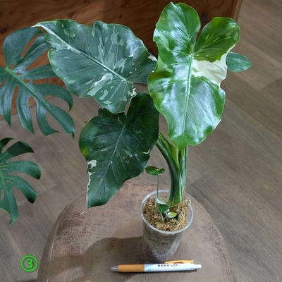 【水苔植え✨】クワズイモ 斑入り ２.５号 ③ ◎現品販売◎