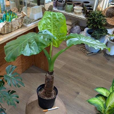 クワズイモ ５号 ◎現品販売◎