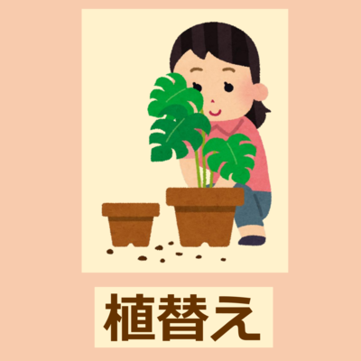 アグラオネマ/ディフェンバキア | NOKO's