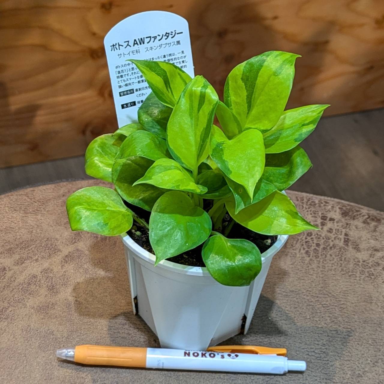 ポトス AWファンタジー ポトスAWファンタジー（4鉢限定抽選販売し