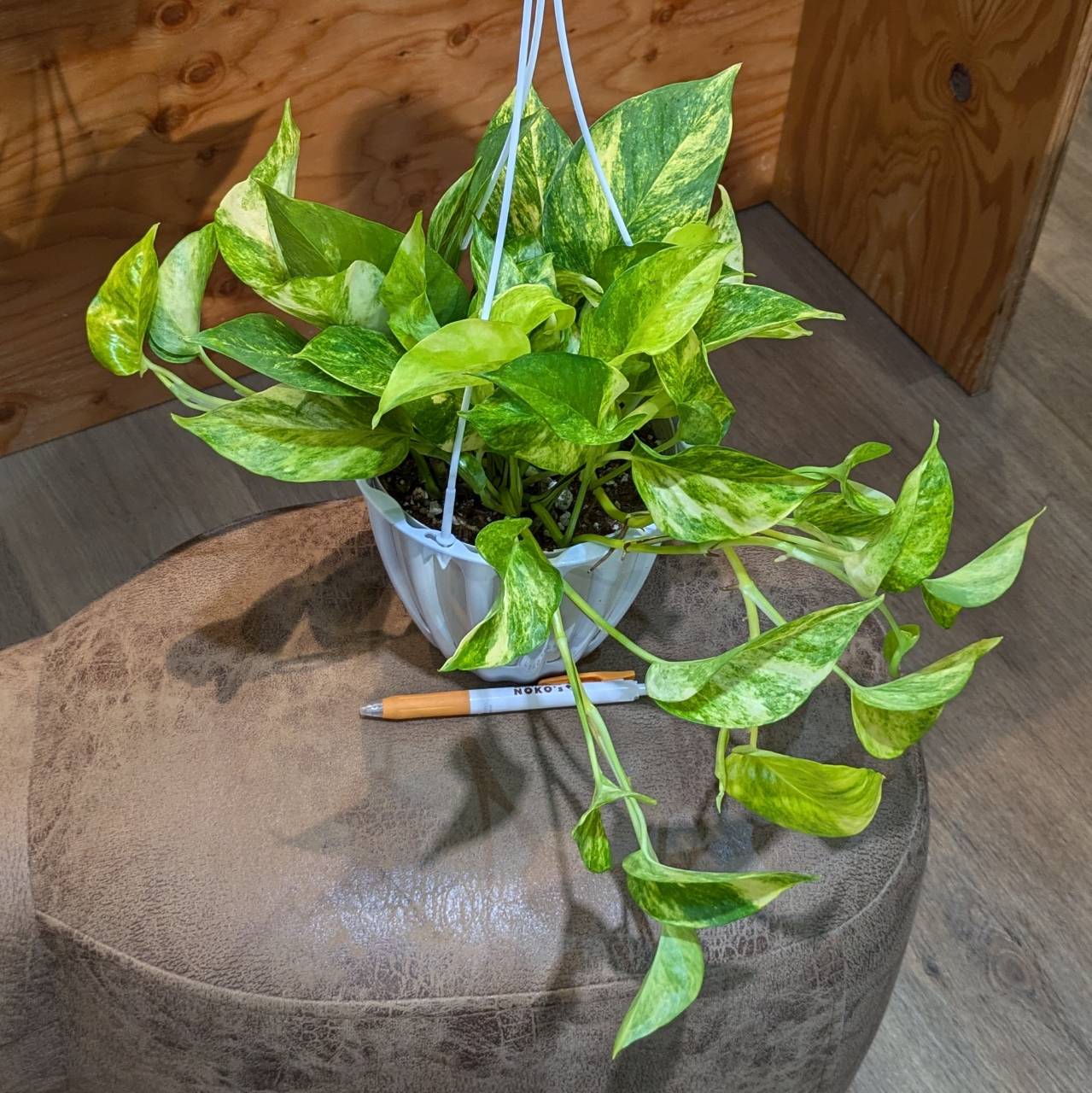 ポトス テルノクリスタルグリーン 【公式通販】