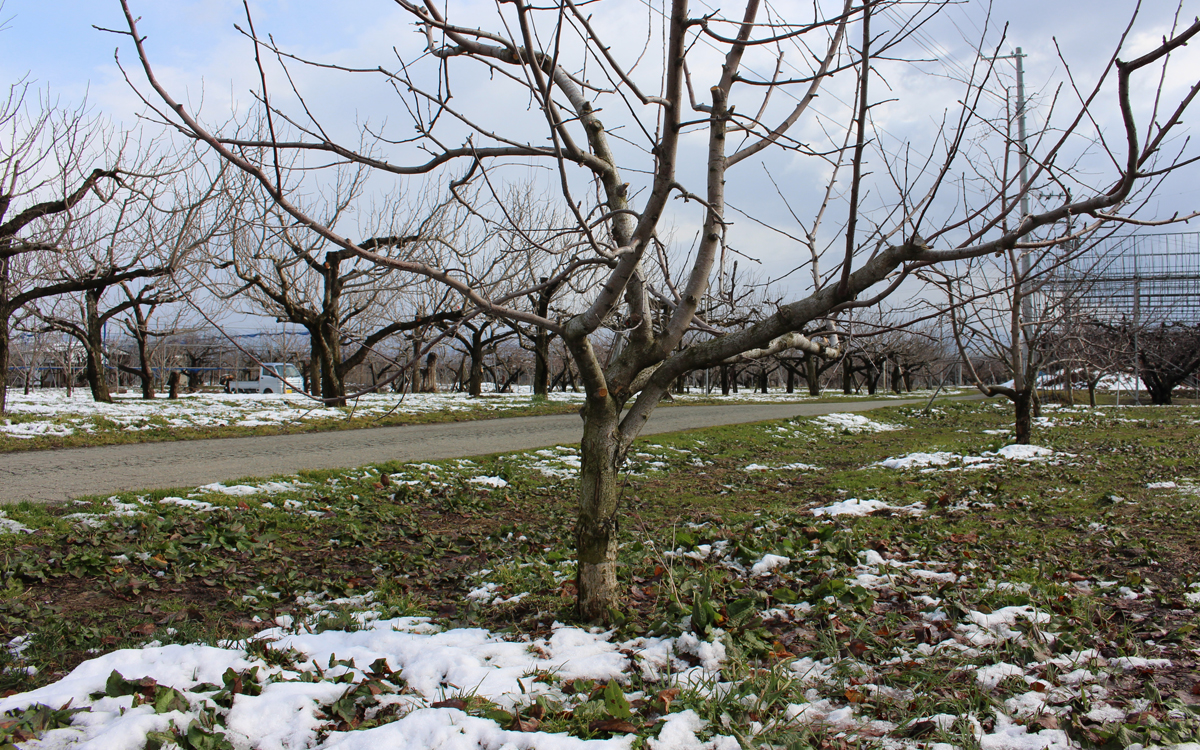 寒風吹きすさむ、残雪残る果樹園での剪定作業
