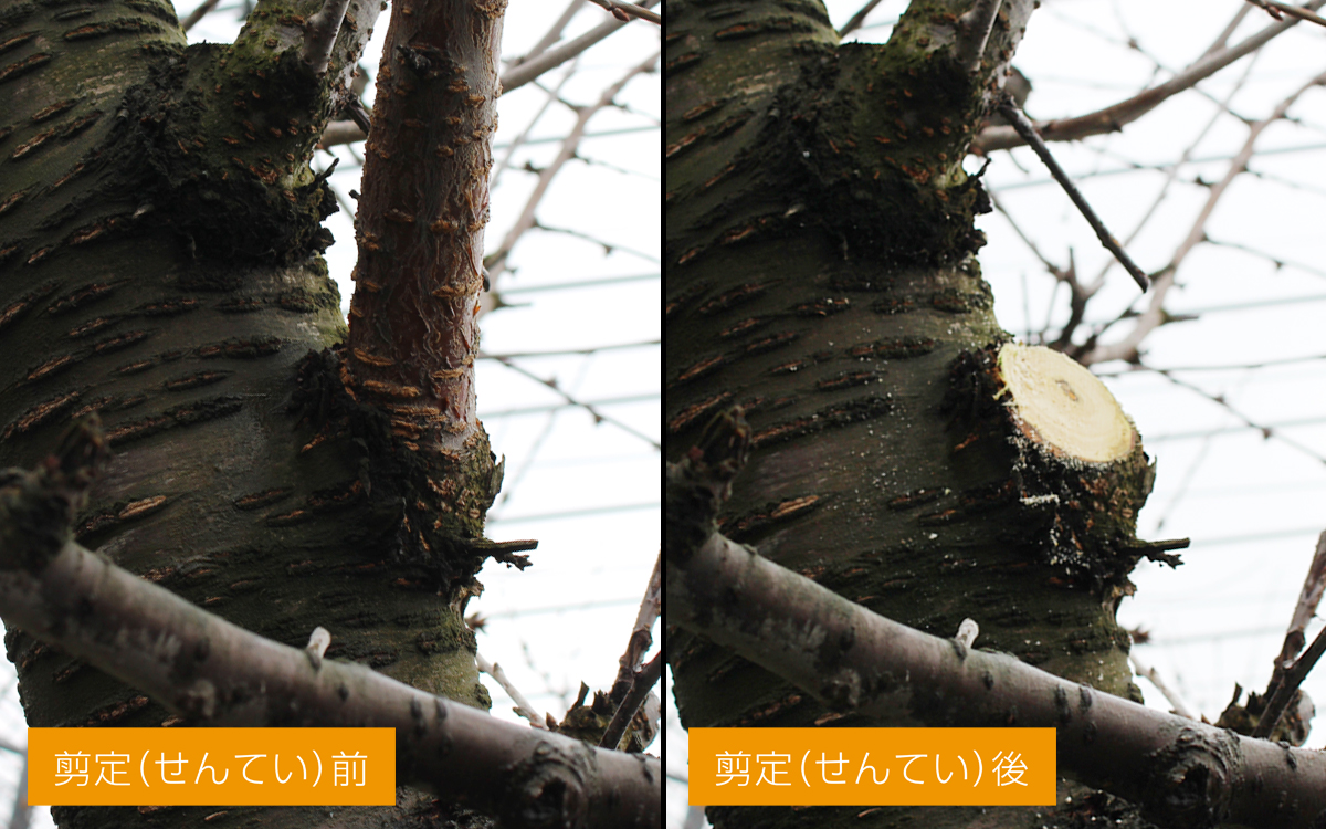 より美味しく、より高品質なさくらんぼを目指して