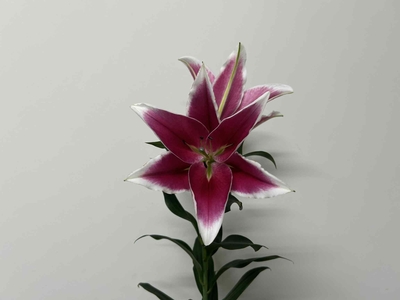 【Sold Out】new！リバーエッジ【無花粉/白縁濃ピンク】
