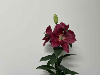 【Sold Out】new！リバーラブ【無花粉/赤】