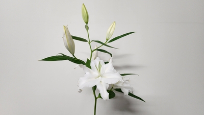 【Sold Out】モンテニュー【白】