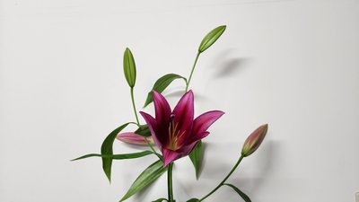 【販売中】レッドフォード【赤】