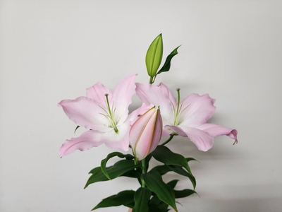 New！【販売中】ハイラックス【ライトピンク】