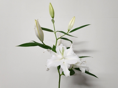 【Sold Out】モンテニュー【白】