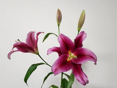 【Sold Out】レッドフォード【赤】