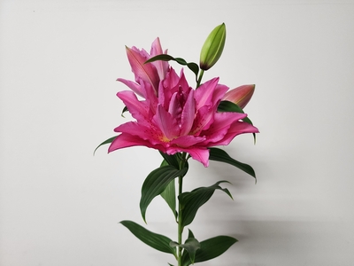 【販売中】フロレッタ【濃いピンク八重】