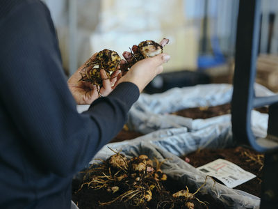 【販売中】オリエンタルユリの「球根」特別販売【1週間限定】