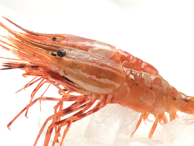 縞模様が目印の希少品！アラスカ産ボタンエビ