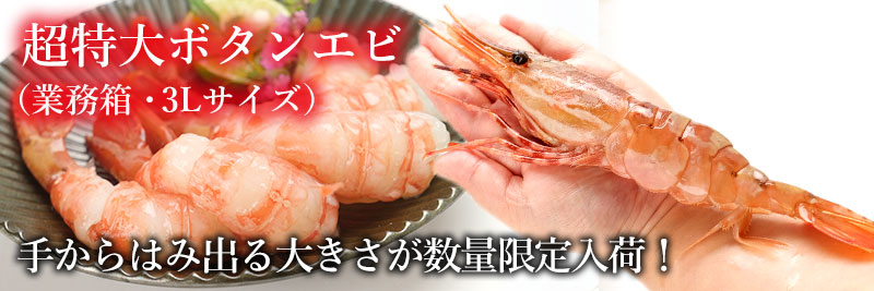 【業務箱】超特大ボタンエビ1kg(11~15尾前後)