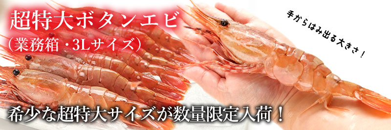 【業務箱】超特大ボタンエビ1kg(11~15尾前後)