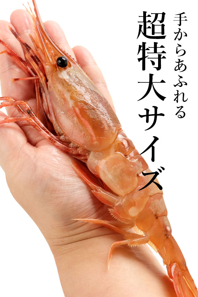 手からあふれる！圧巻の超特大3L