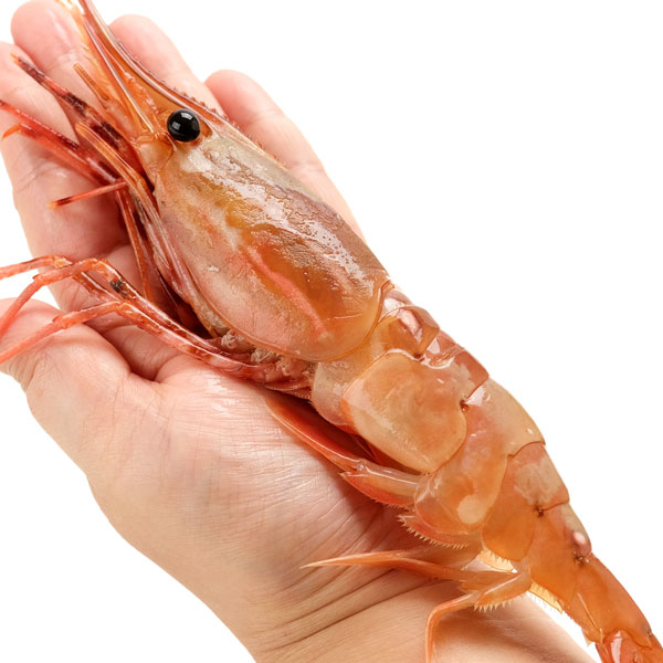 アラスカ産超特大ボタンエビ1kg（11～15尾前後）｜一印おさかな市場の