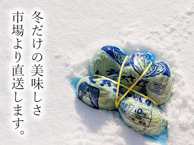 今が旨い。雪の中から掘りたてを直送中！