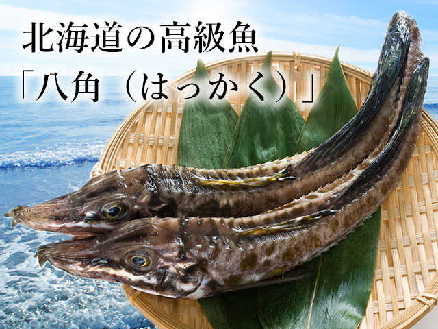 知る人ぞ知る、幻の高級魚「八角（はっかく）」