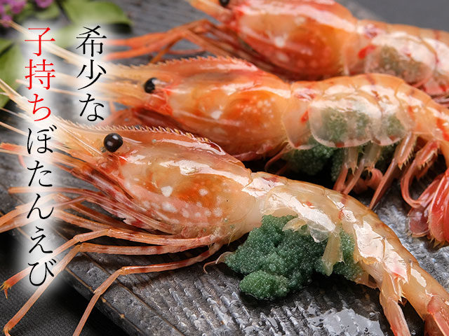 ねっとり甘く旨み濃厚な超特大お刺身用子持ちボタンエビ