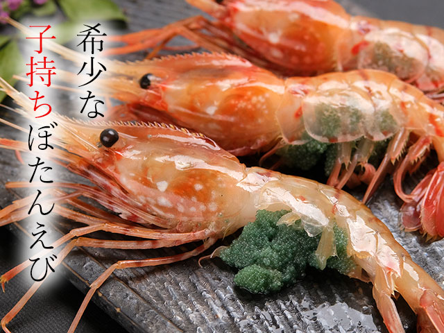 通好みの「子持ちボタンエビ」な超特大お刺身用子持ちボタンエビ