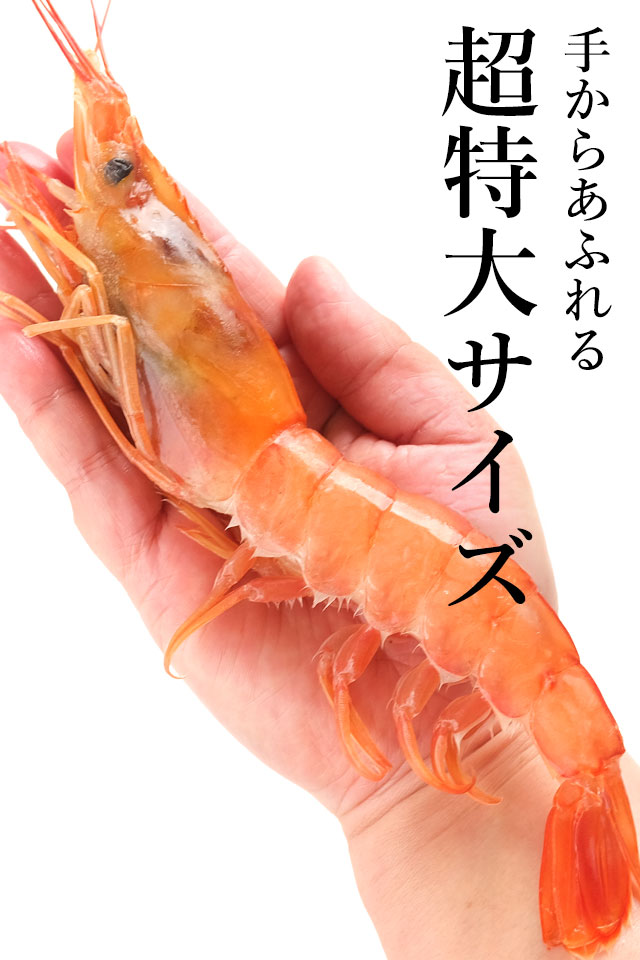 手からあふれる！希少な超特大サイズ  