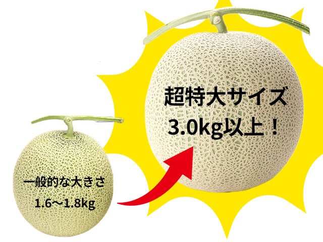 1玉３kg超え。迫力のメガサイズ赤肉メロン