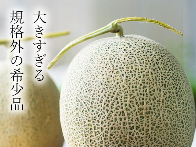 大きすぎて流通しにくい、希少な掘り出し物