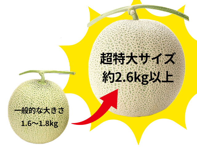 1玉2.6kg超え。迫力のメガサイズ赤肉メロン