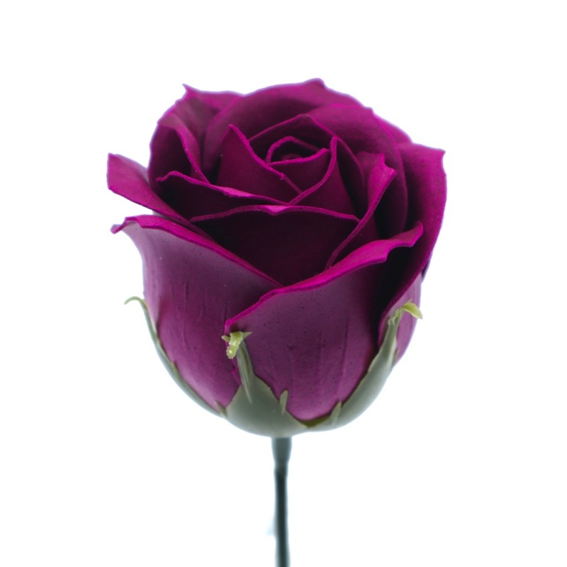 薔薇子様 便箋 橋本不二子シリーズ ピンクのバラ｜pd-147 | 手紙・カード