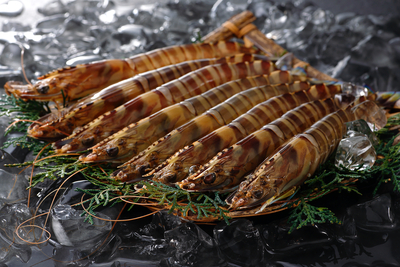 山口県上関町活き車海老