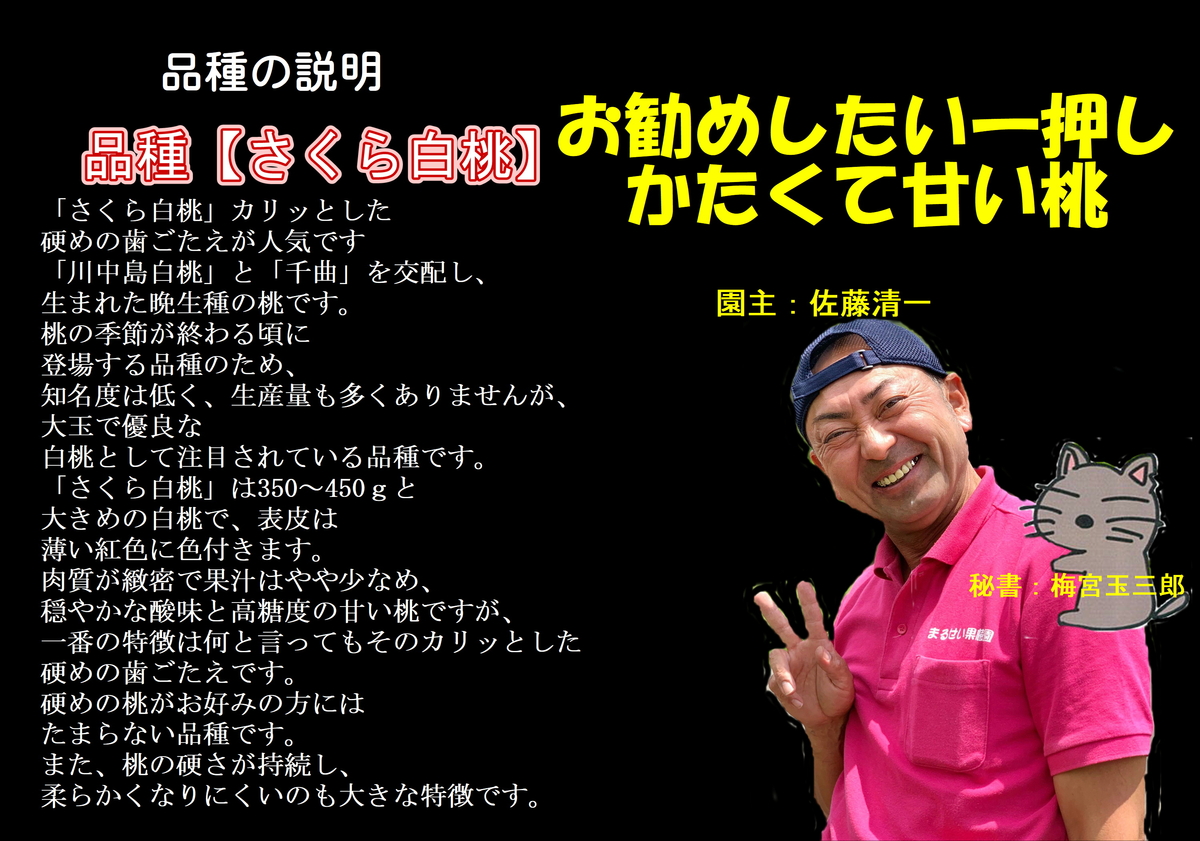 さくら白桃】約2k 自家用向け 玉数指定不可 | まるせい果樹園