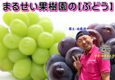 シャインマスカット　贈答･自家用向け　中箱　粒　約500g&times;3～4袋