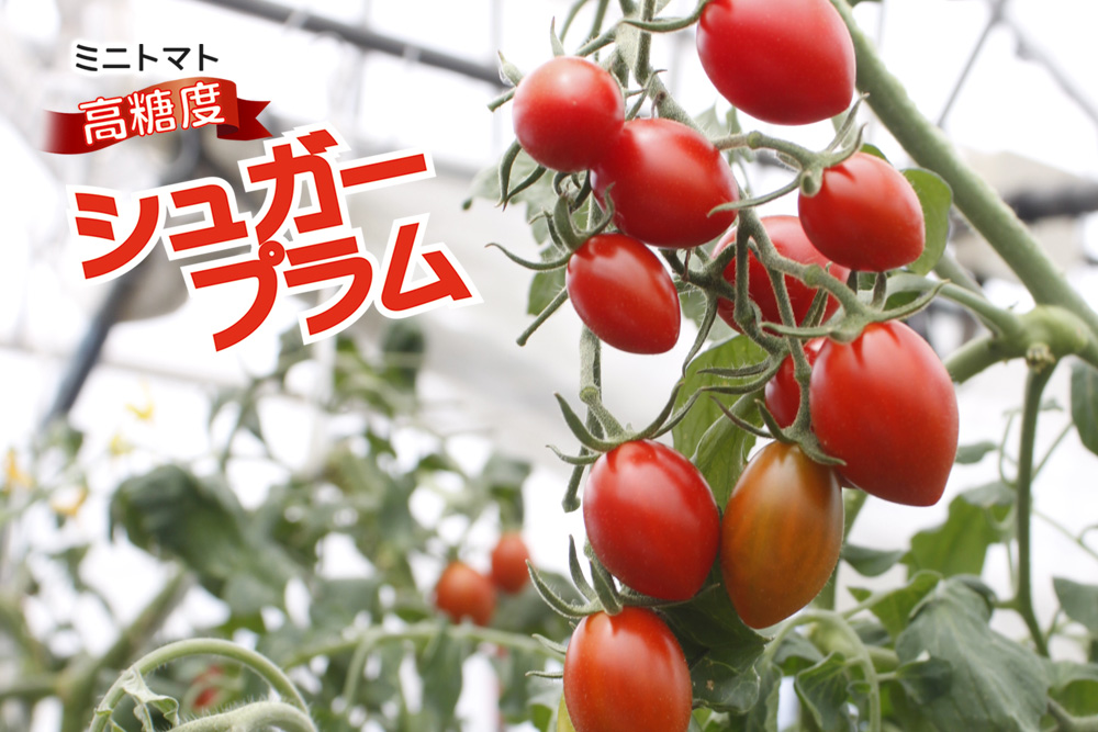 Jardin 家庭菜園 選べるミニトマト苗9cm 24ポット ハルフレオンライン Jardin 家庭菜園 選べるミニトマト苗9cm 24ポット ハルフレオンライン