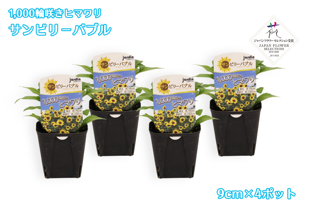 予約販売 Jardin 1 000輪咲きヒマワリ サンビリーバブル 9cmポット苗 4ポット ハルフレオンライン