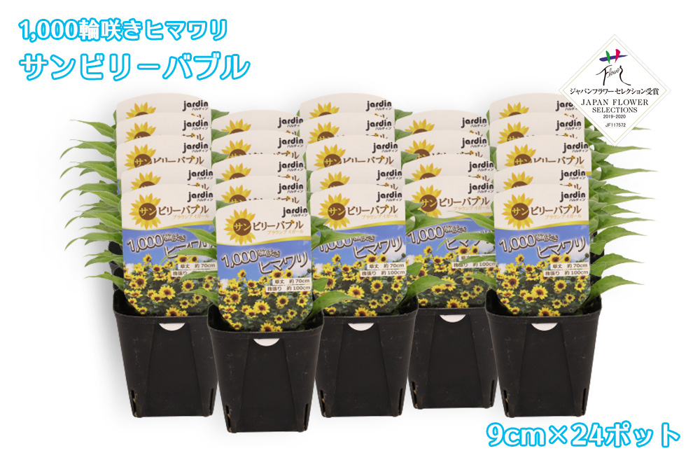 予約販売 Jardin 1 000輪咲きヒマワリ サンビリーバブル 9cmポット苗 24ポット ハルフレオンライン